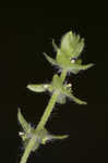 Piedmont bedstraw